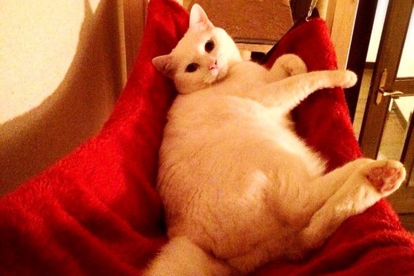 9割の腰痛は関節の弾力を正常にすることで改善する！　茨城県牛久市、関節ニュートラル整体・及川治療院